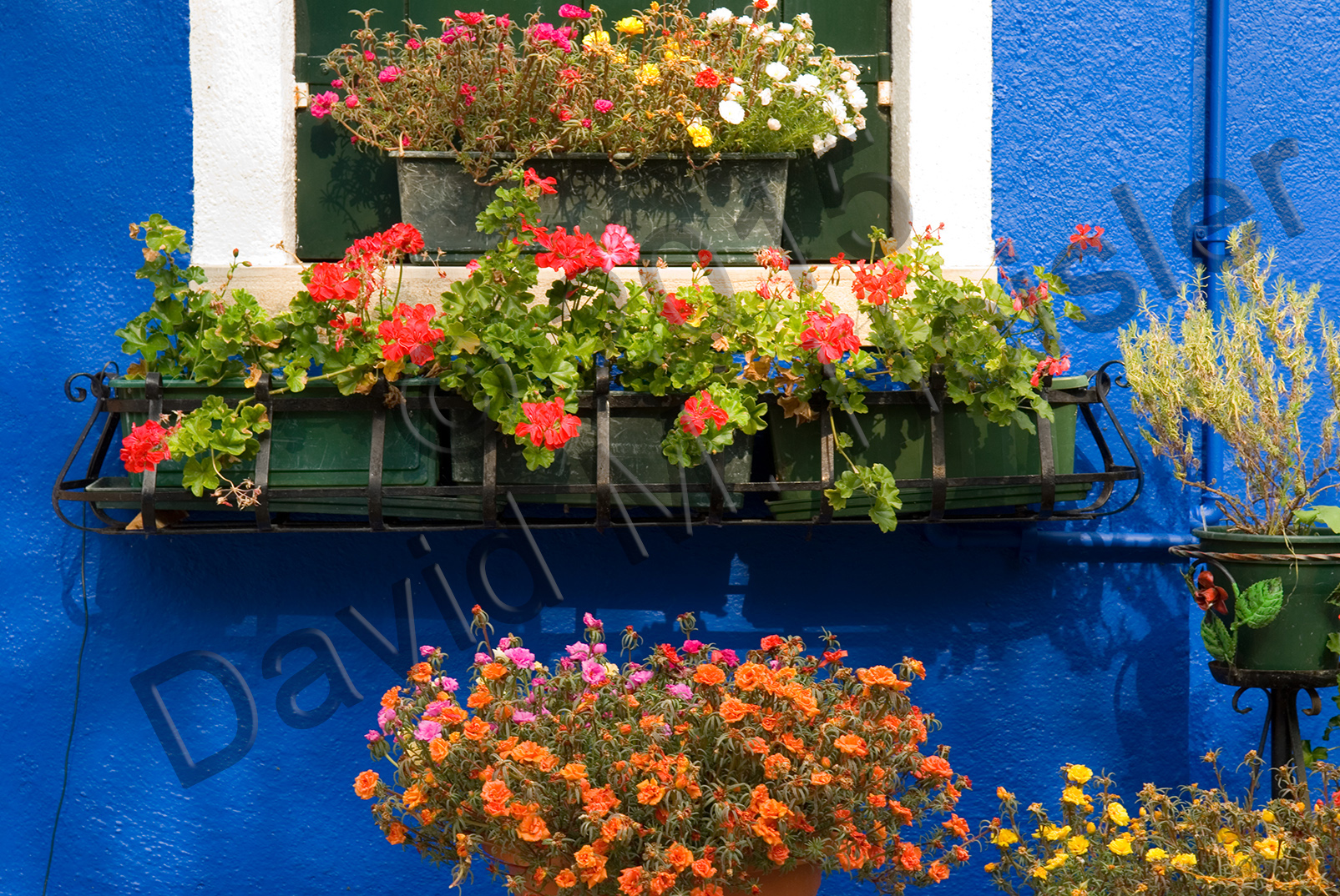 Flowers against blue wall