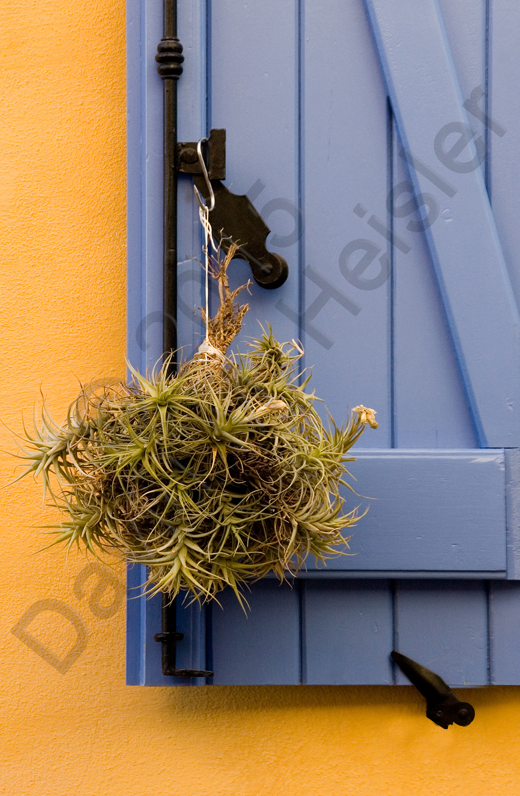 Shutter and herbs