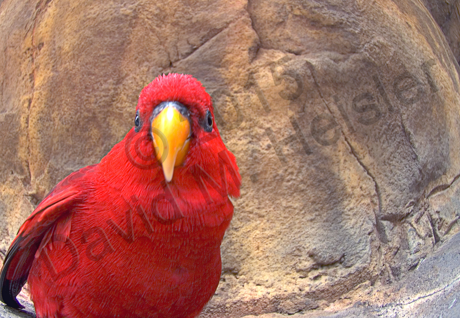 Red lorie