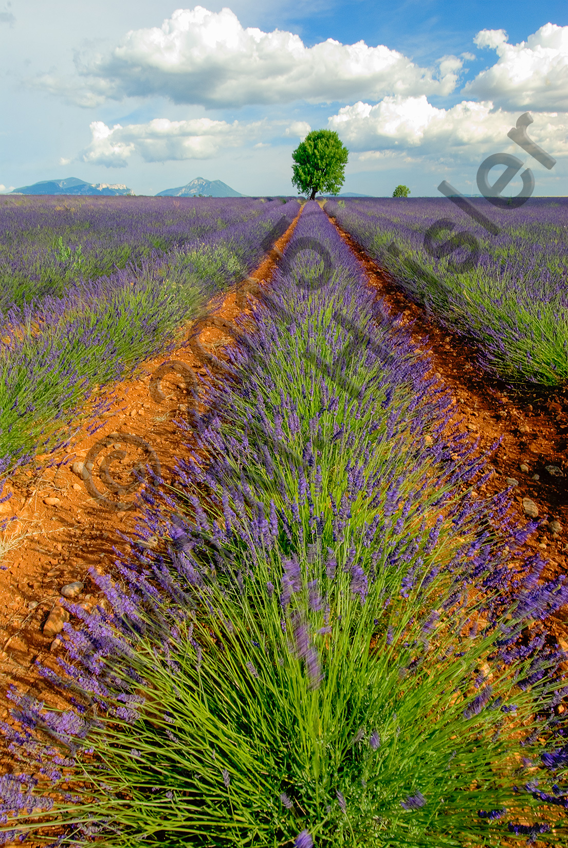 Lavender field and oak tree 1