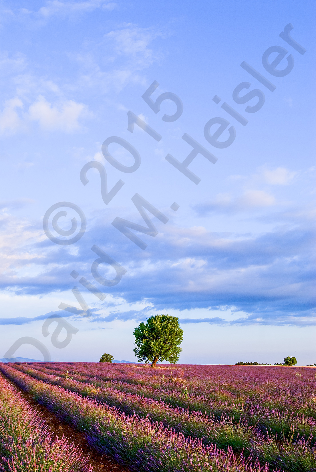 Lavender field and oak tree 2