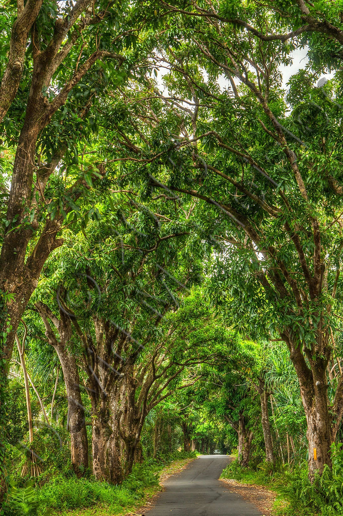 Puna road