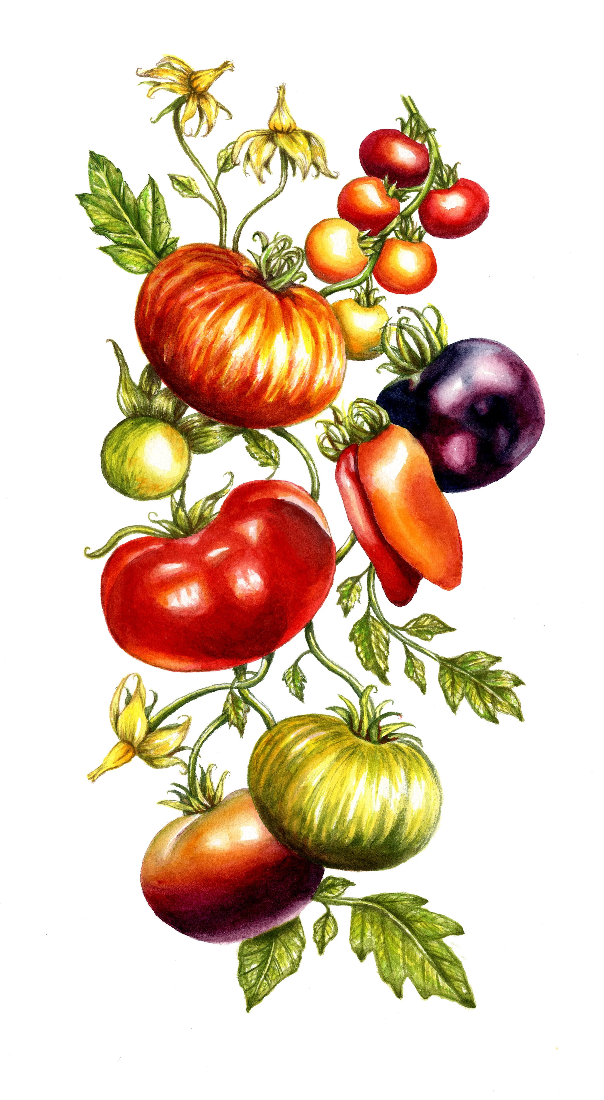 Tomato Tattoo Commission