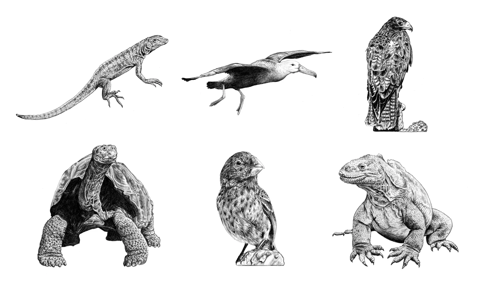 Galapagos Scientific Illustrations