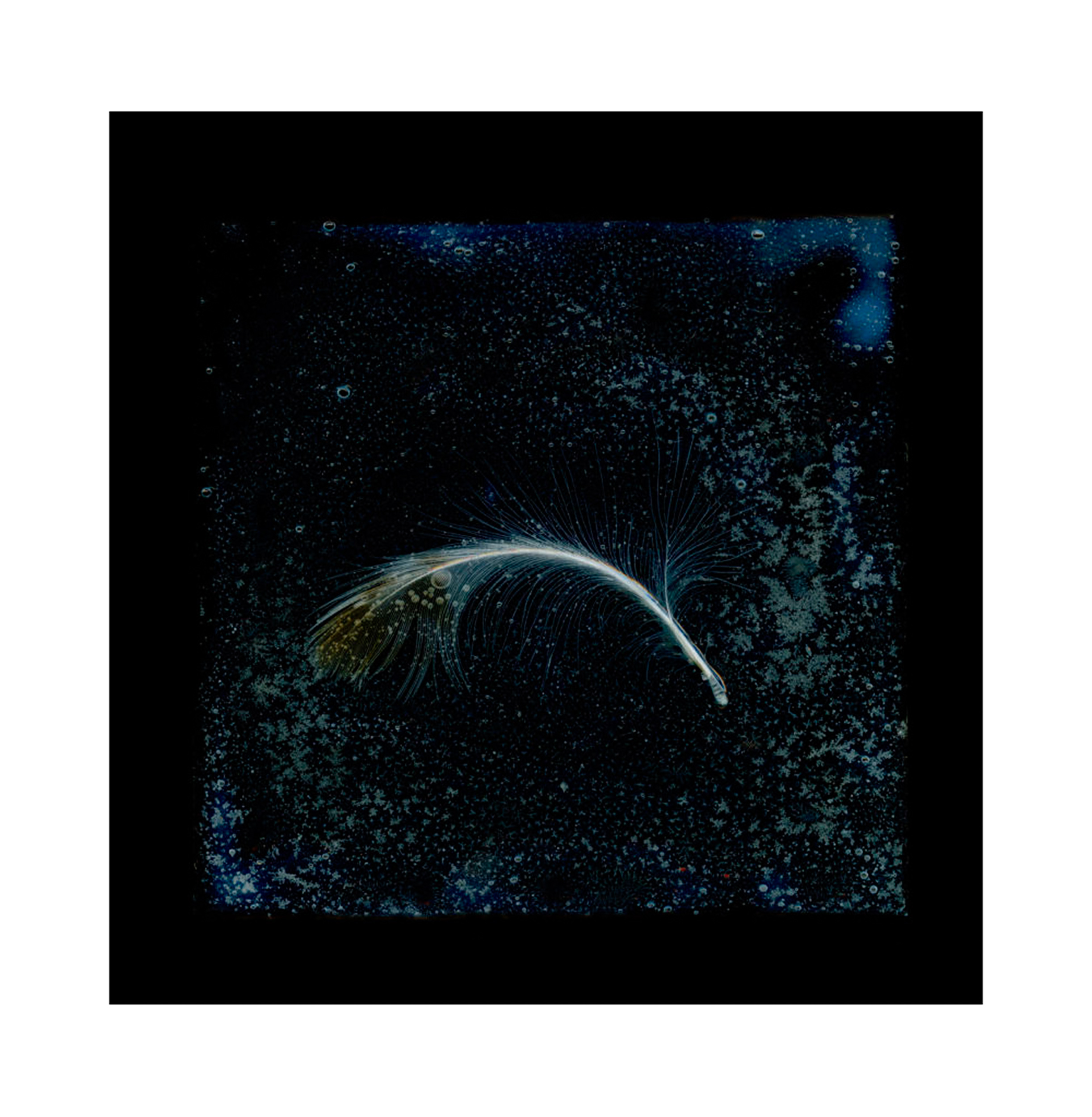 Herring Gull Tide (2010) Artist Proof Print 34x35cm archival print on Hahnemühle cotton rag paper. Signed, dated and studio stamped. £875