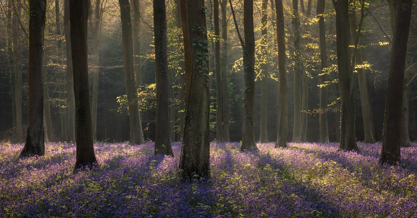 Hope you&rsquo;ve all managed to make it out to see the bluebells over the last few weeks. May is such a wonderful time of year to be out wandering in the woods. The weather looks good for the rest of this week and there&rsquo;s still plenty of them 