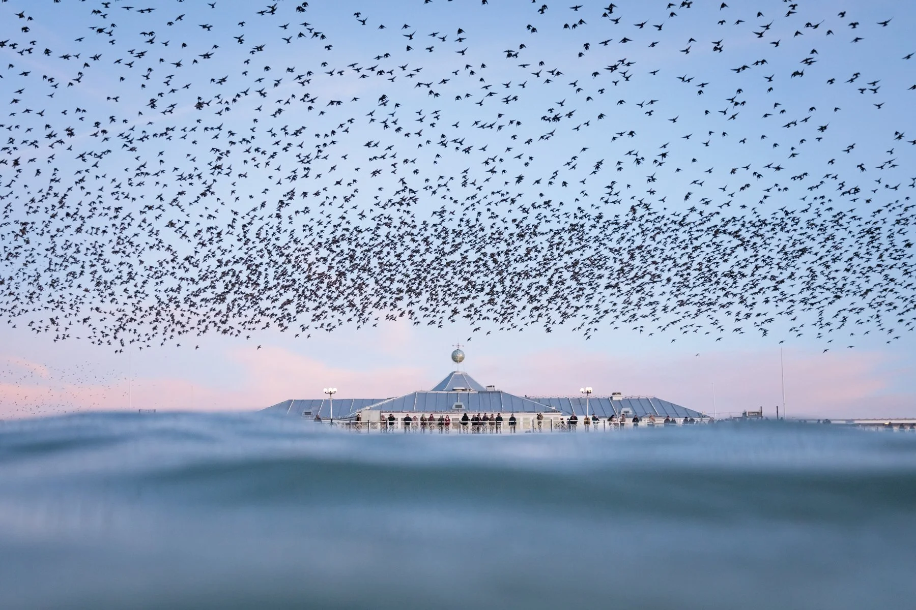 Birdwashing | By Finn Hopson