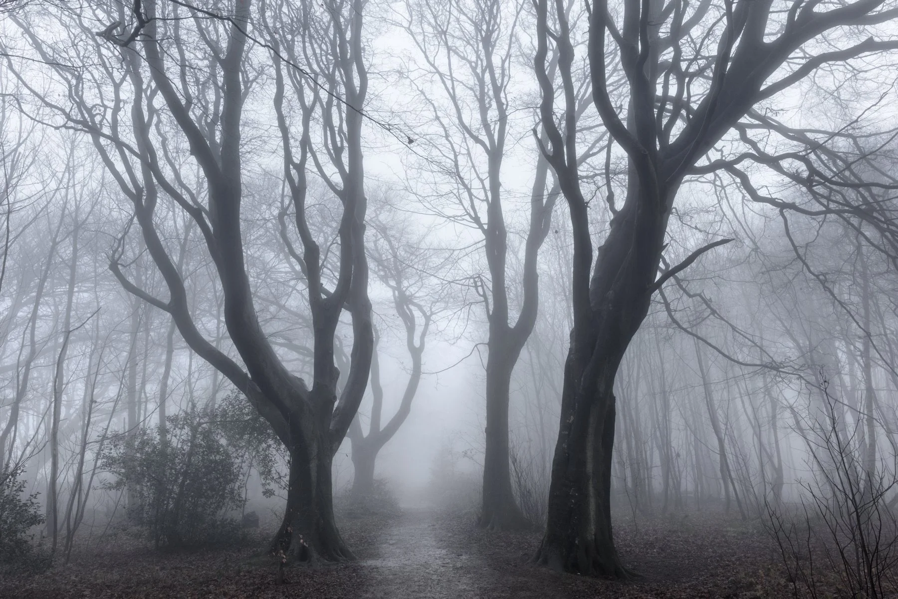 The Great Wood - Midwinter.jpg