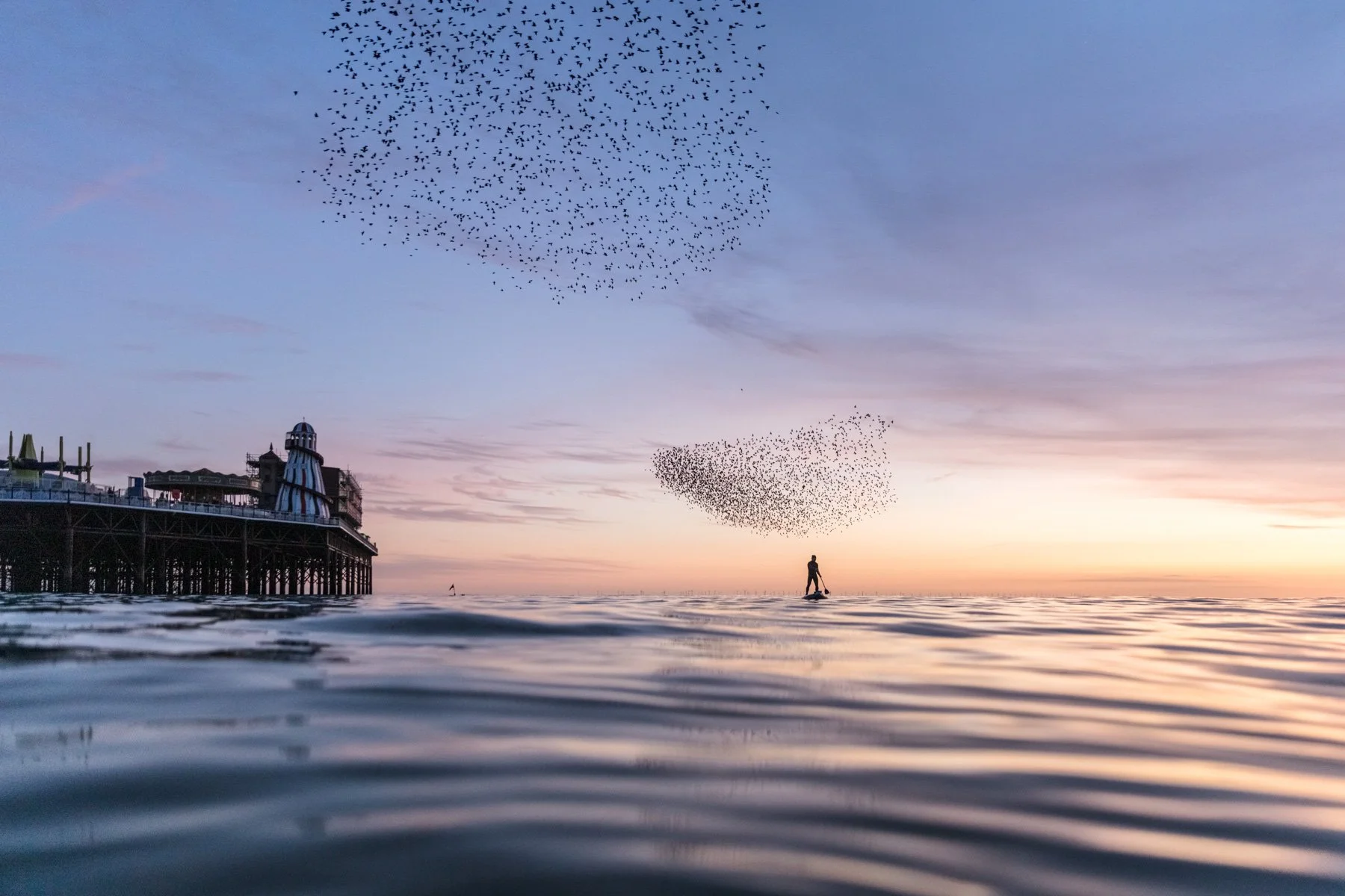 Paddlebirds | By Finn Hopson