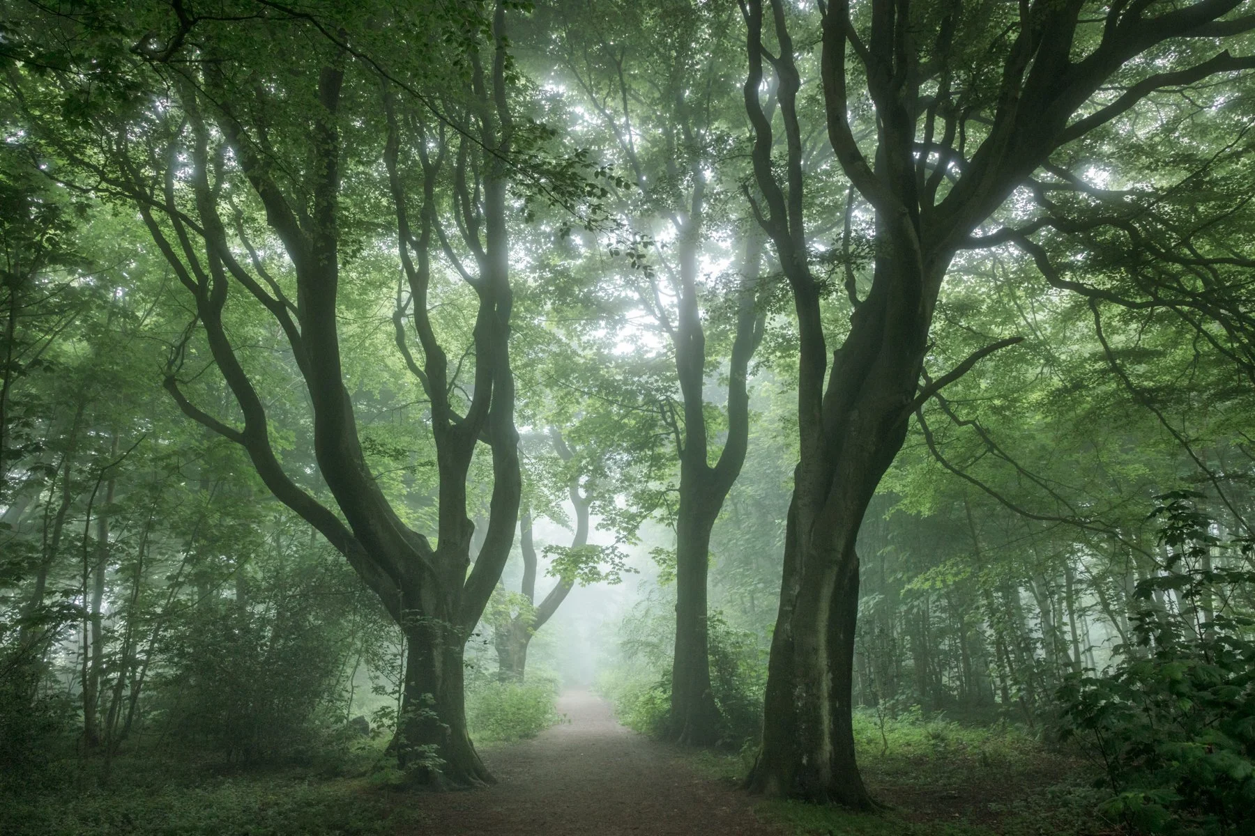 The Great Wood - Midsummer.jpg