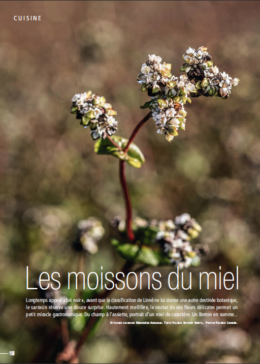 Côté Ouest / Reportage sur le miel de sarrasin, Finistère sud.