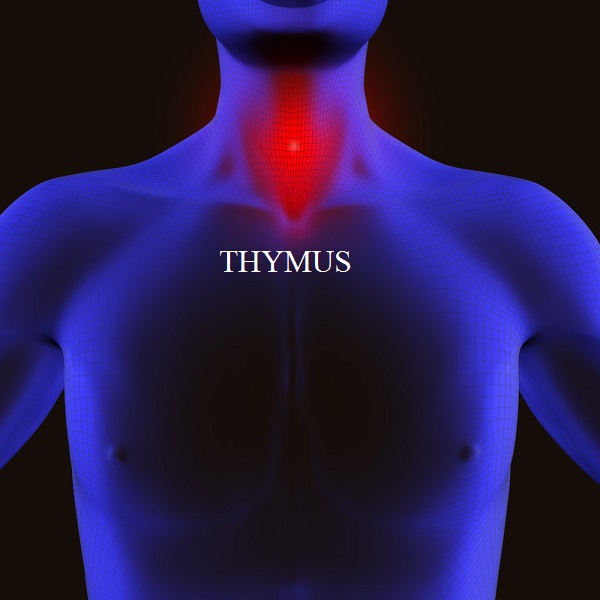 Energetically, the thymus gland is associated with the connection between you and your spiritual identity. This includes your beliefs about the right to be strong and safe. Lymphatic system disorders, immune system problems, thymoma, DiGeorge's syndrome or thymus cancer may signal a need to reconnect with Source, embrace your divinity, and establish an awareness that you are meant to have a joy-filled, healthy and balanced existence, free from illness and debilitating stress.