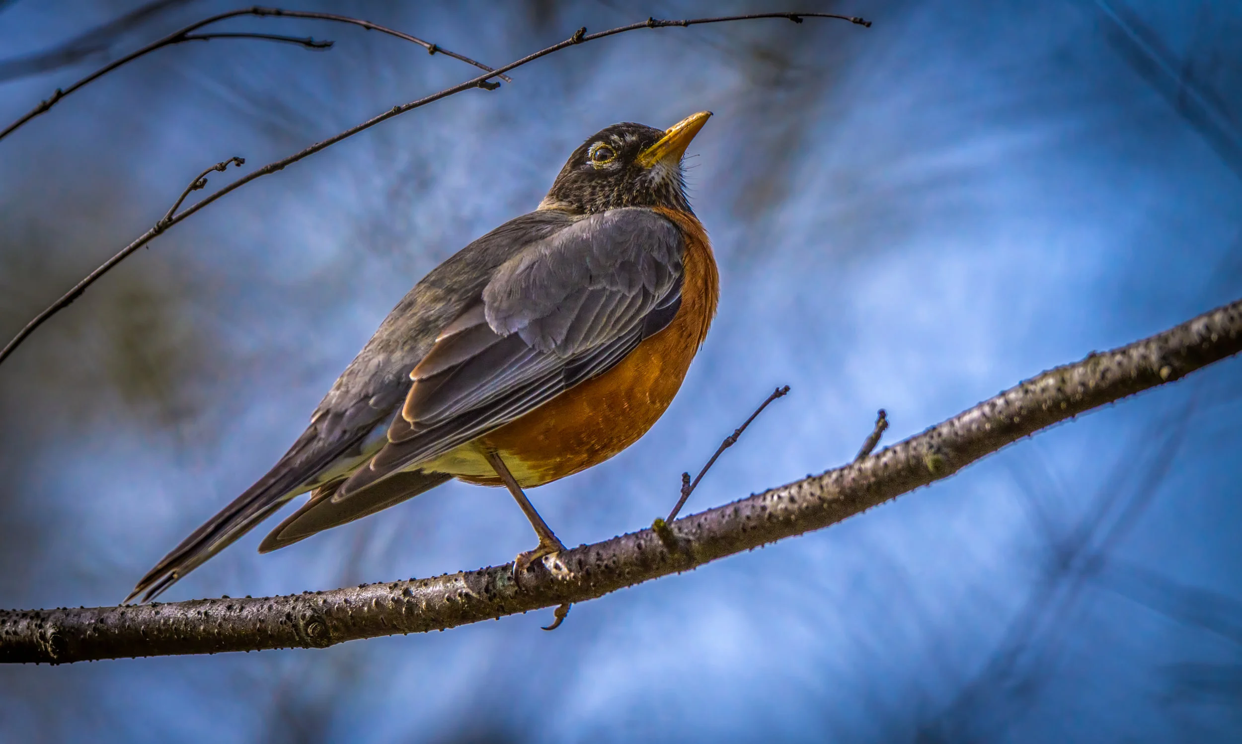 American Robin 3 Dbl .jpg