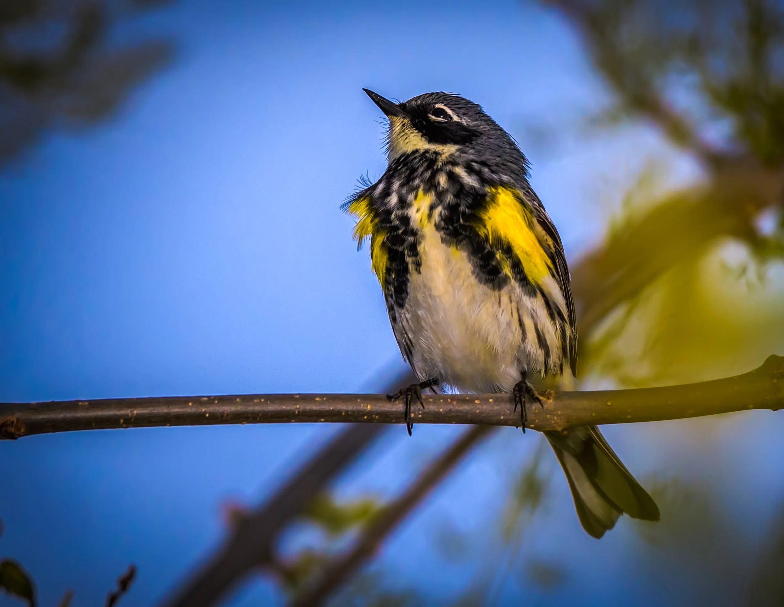 Yellow Rumped Warbler 3 Dbl .jpg