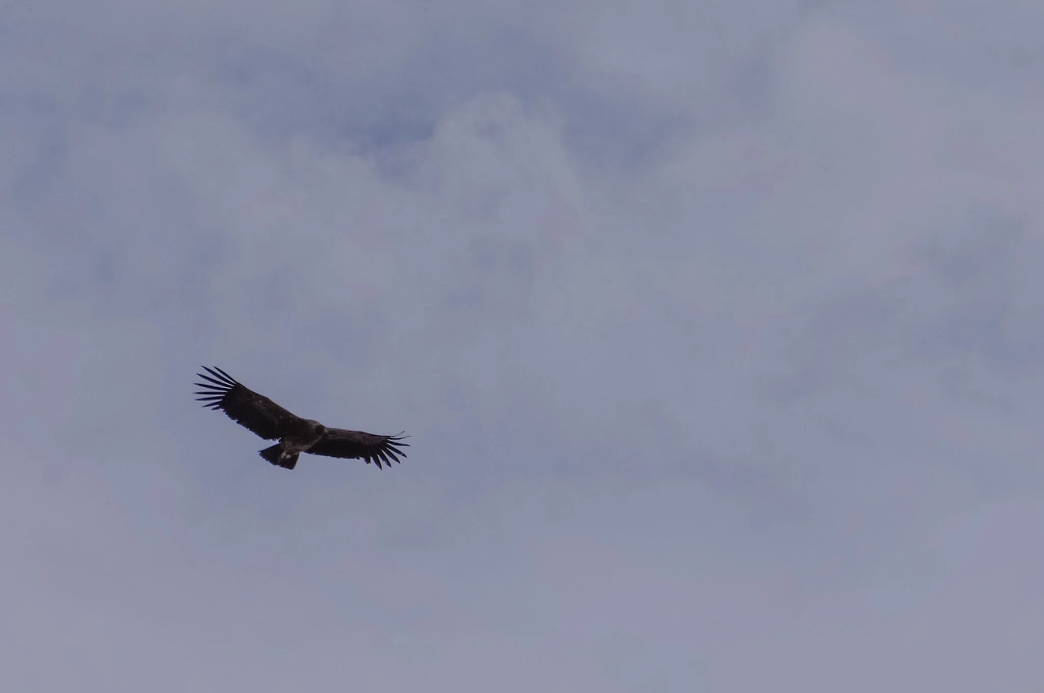 Explore the valleys and check out the things you can't see at home - like birds with 10-foot wingspans.