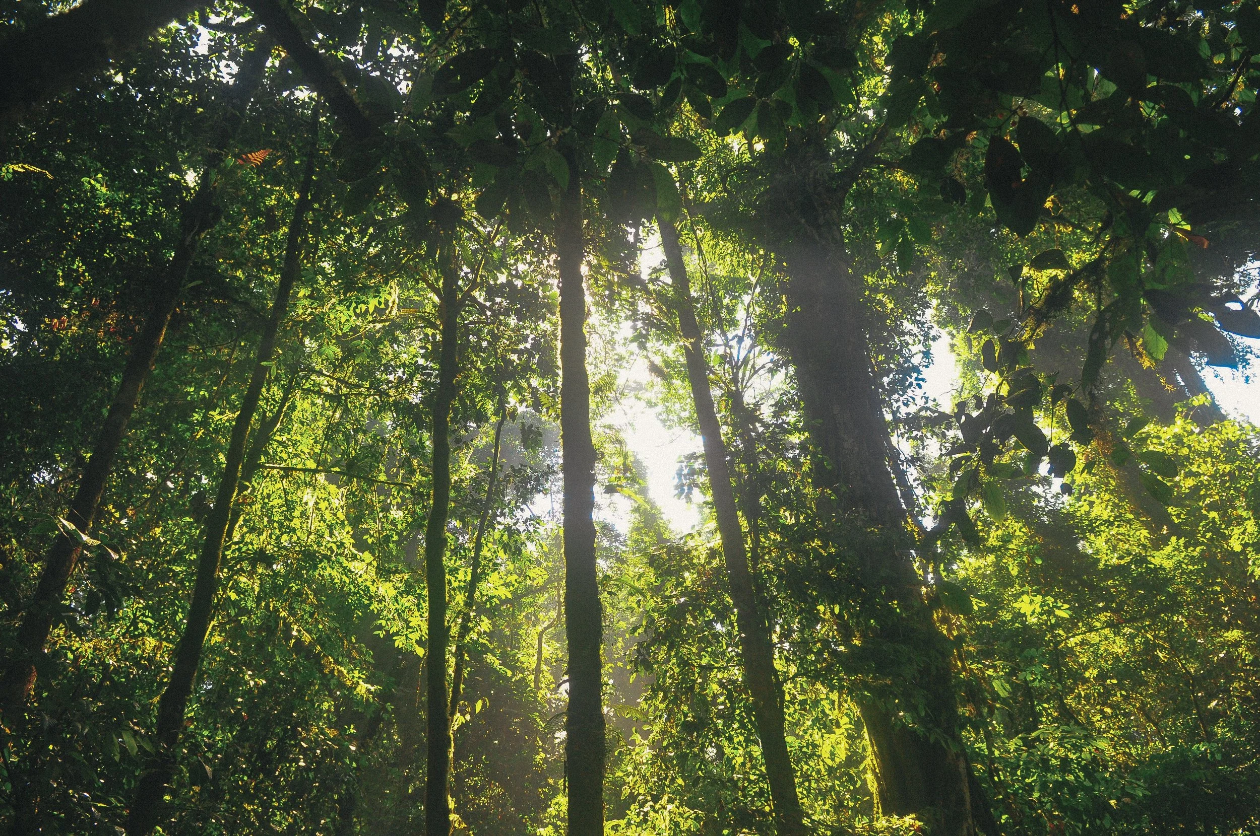 sunny forest.jpg