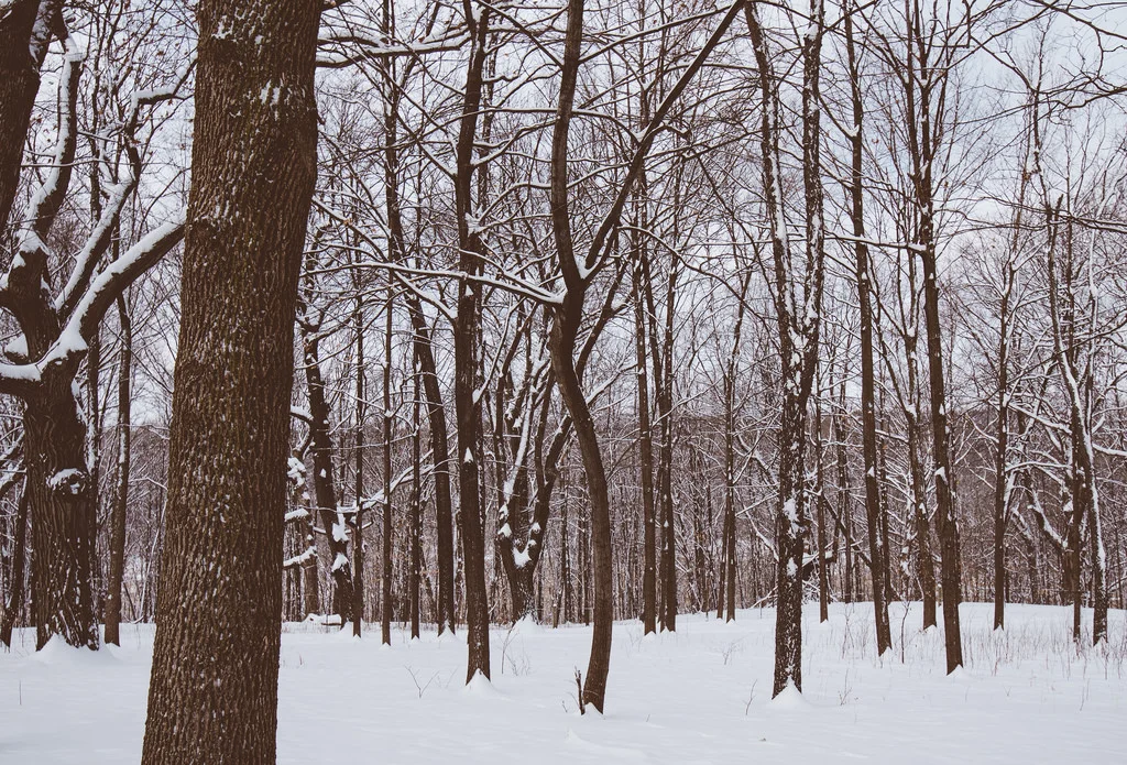 winter trees.jpg