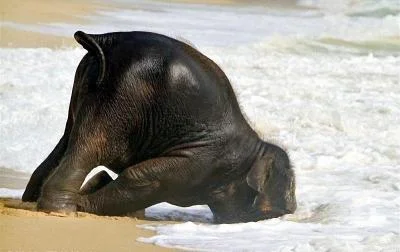cute-baby-elephant-1.jpg