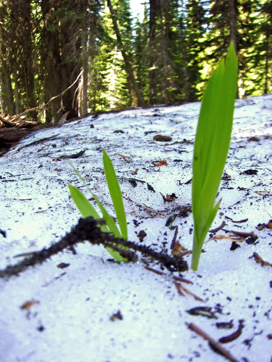 leaf through snow.jpg