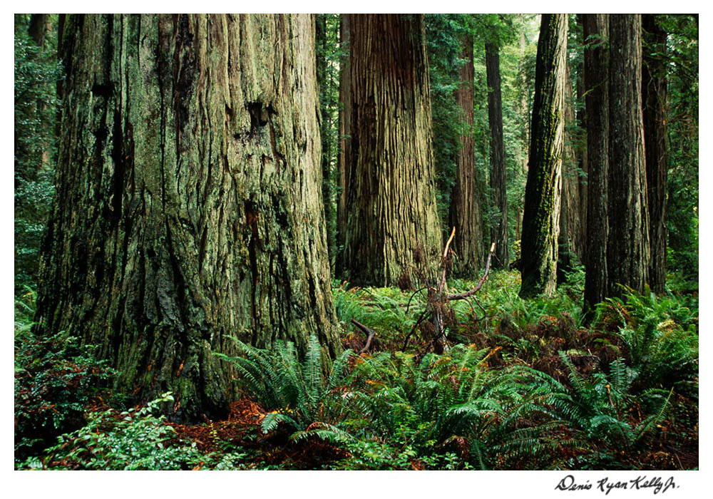 Redwoods with Mary Ann-3.jpg