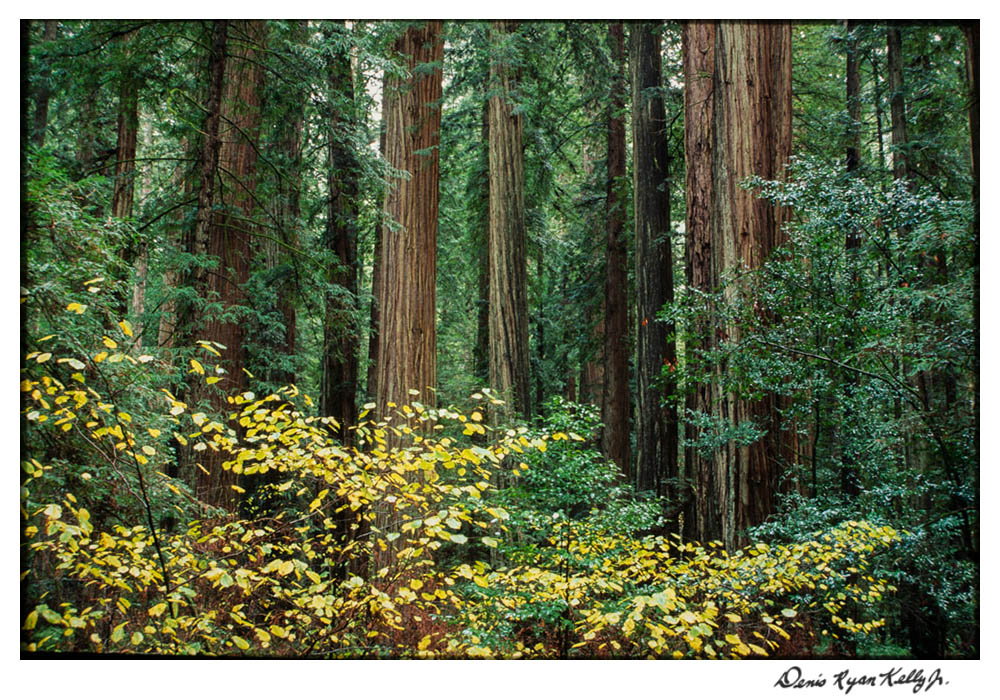Redwoods with Mary Ann-4.jpg