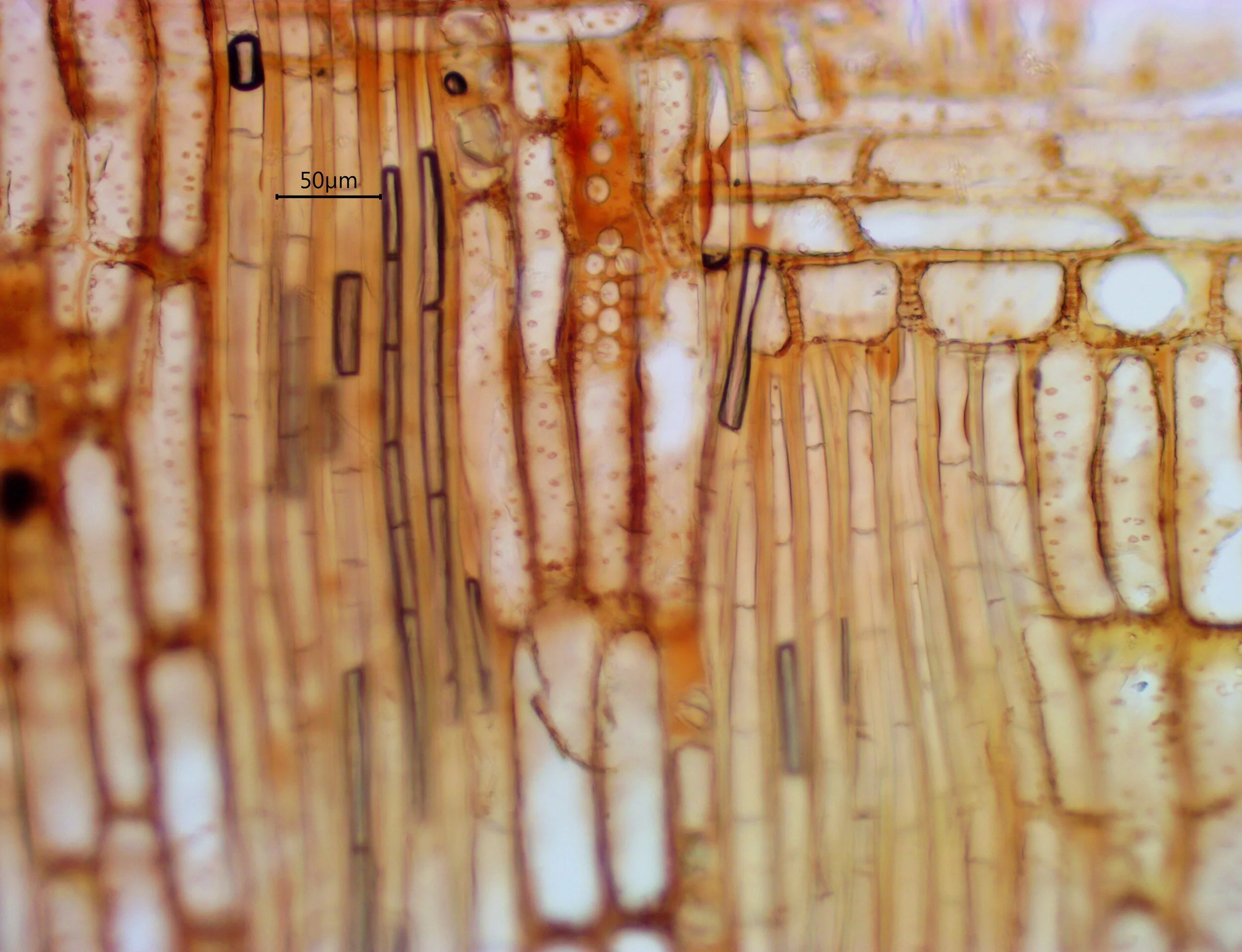 Wood_Dyambi_Radial20x1_7_6_18.jpg