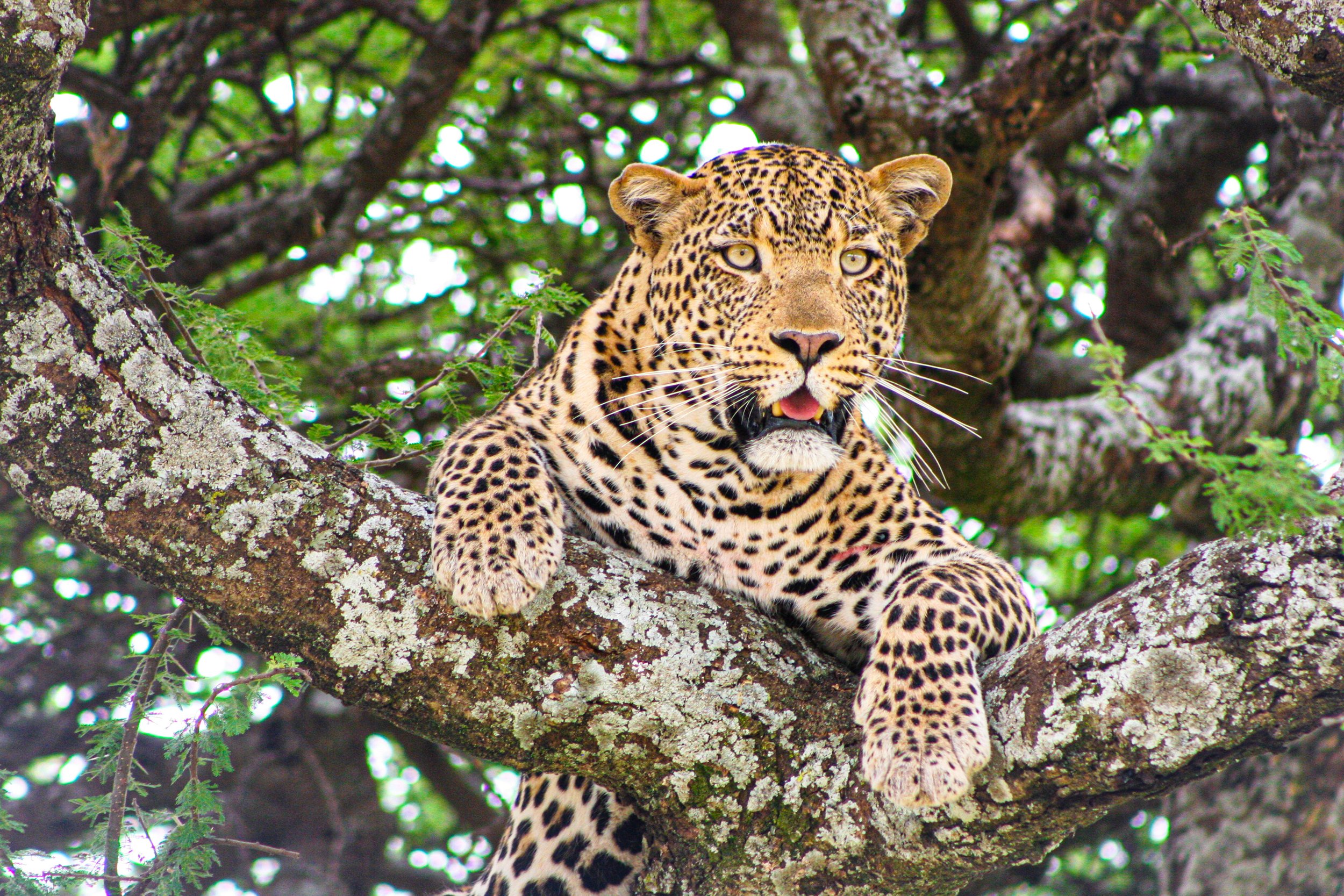 Jaguar Tanzania.JPG