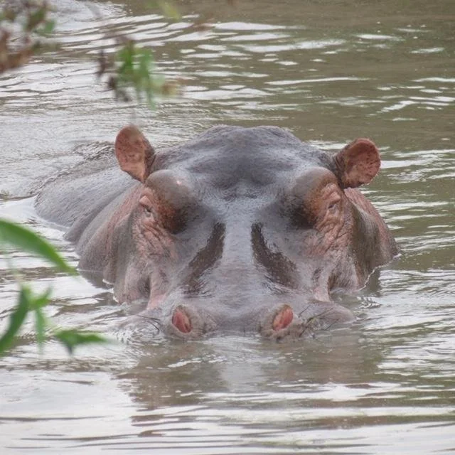 hippo.JPG