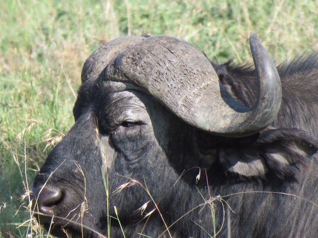 water buffalo tanzania.JPG