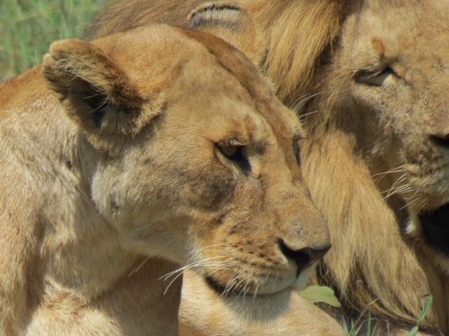 female lion tanzania.JPG