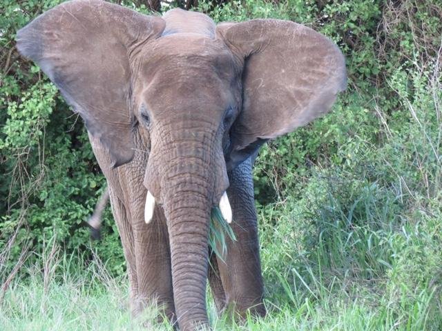 elephant tanzania.JPG