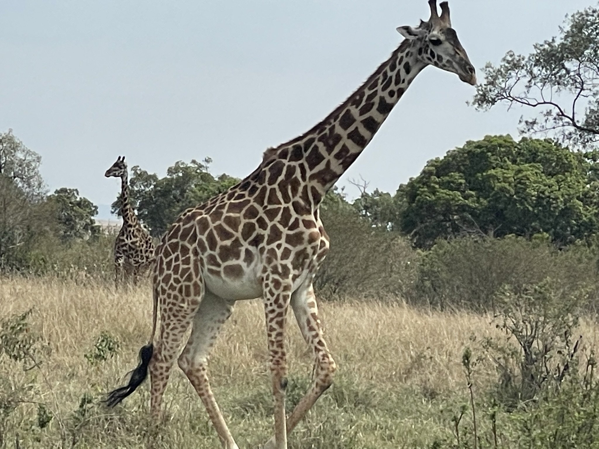Kenya - Giraffe.jpeg