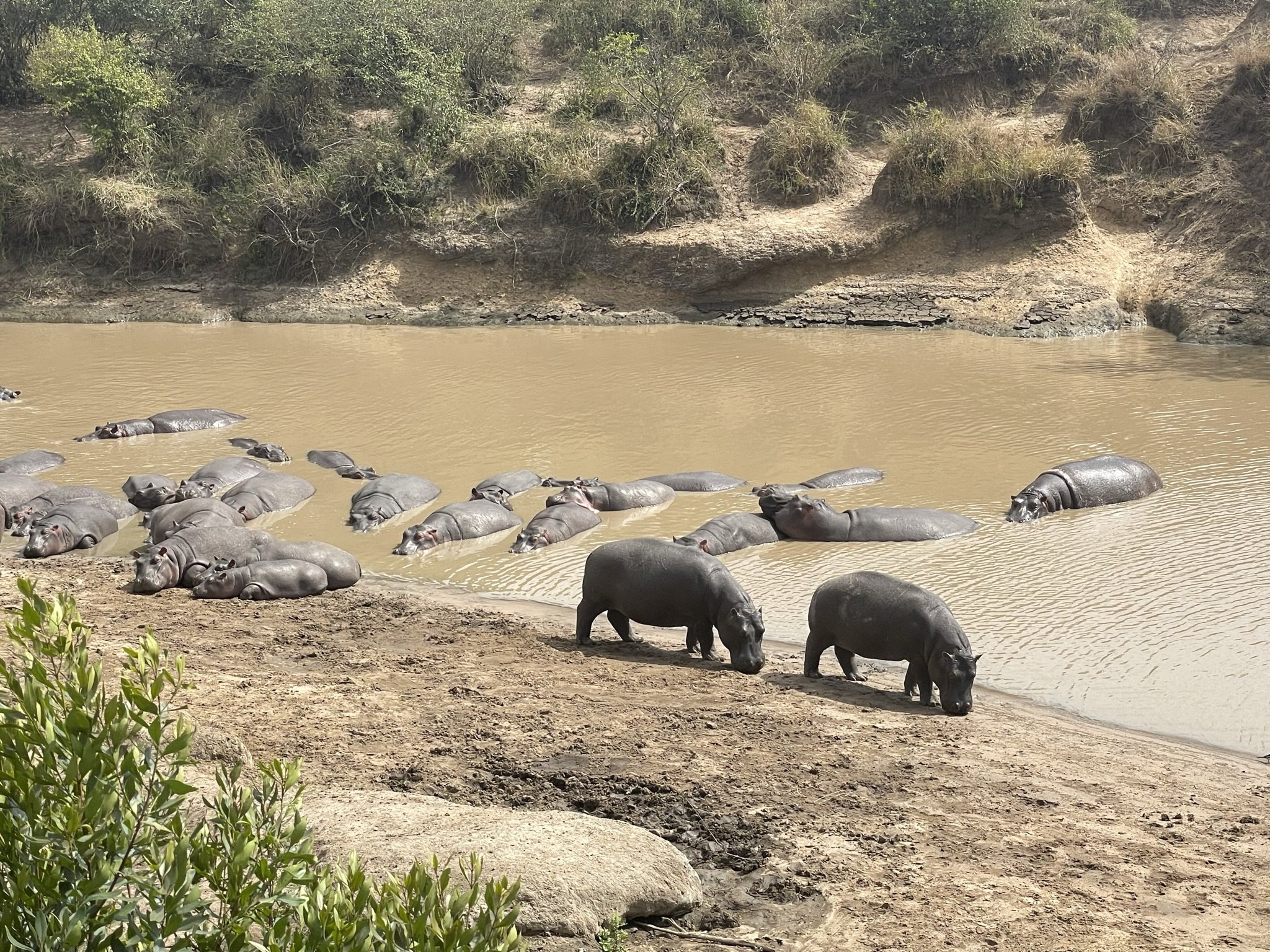 Kenya - Hippo.jpeg