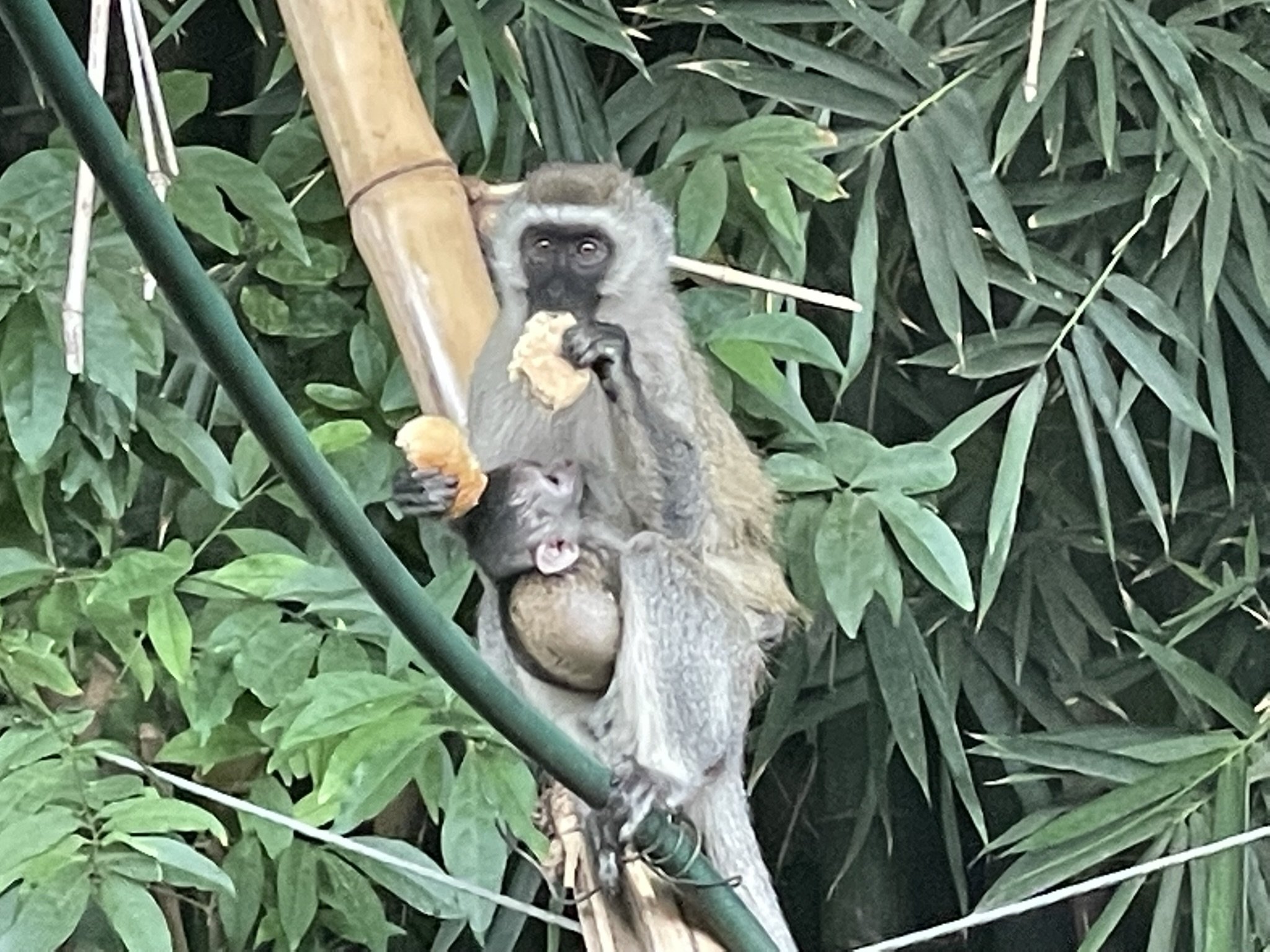 Kenya - Monkey with baby.jpeg