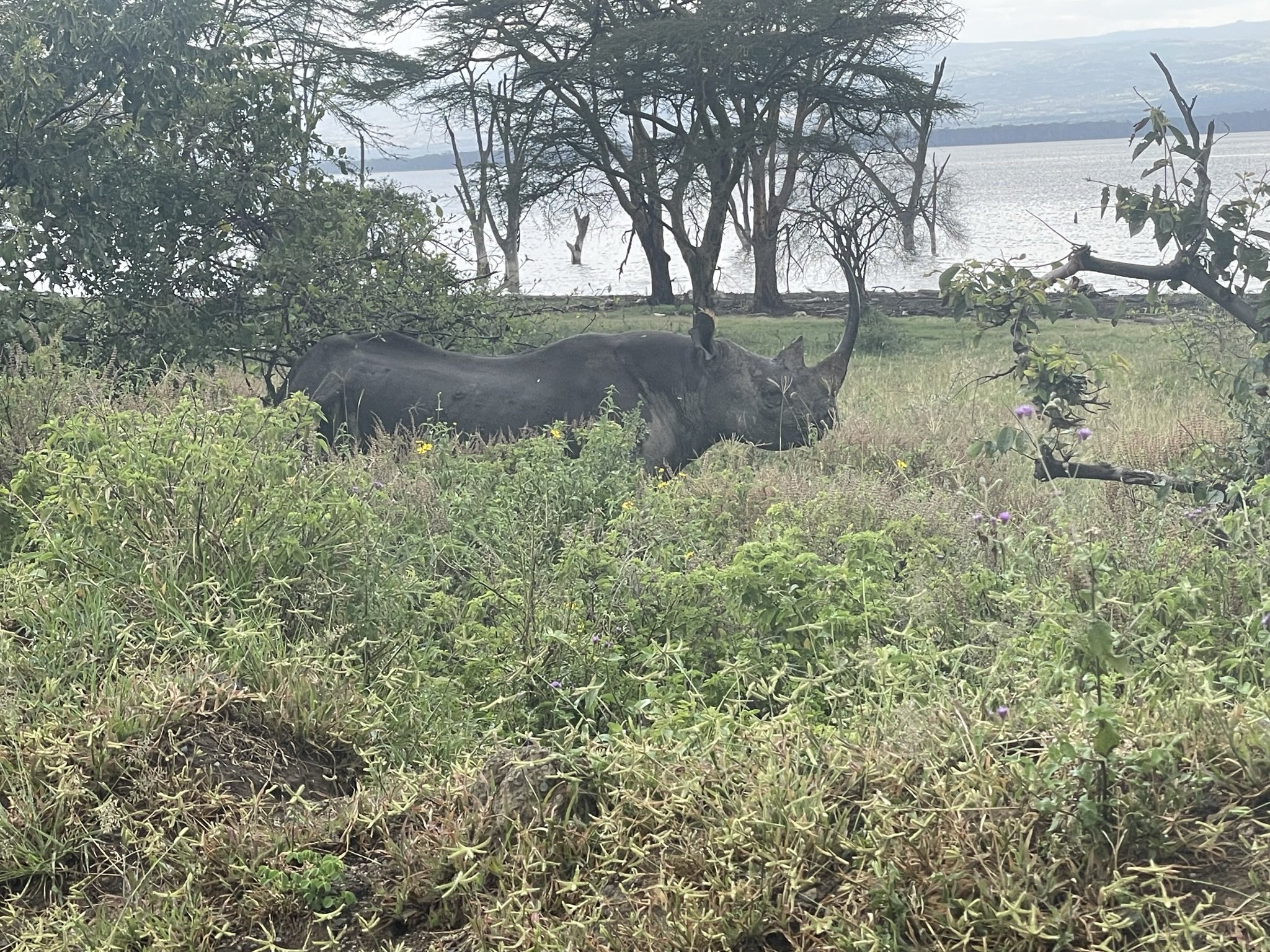Kenya - Rhino.jpeg