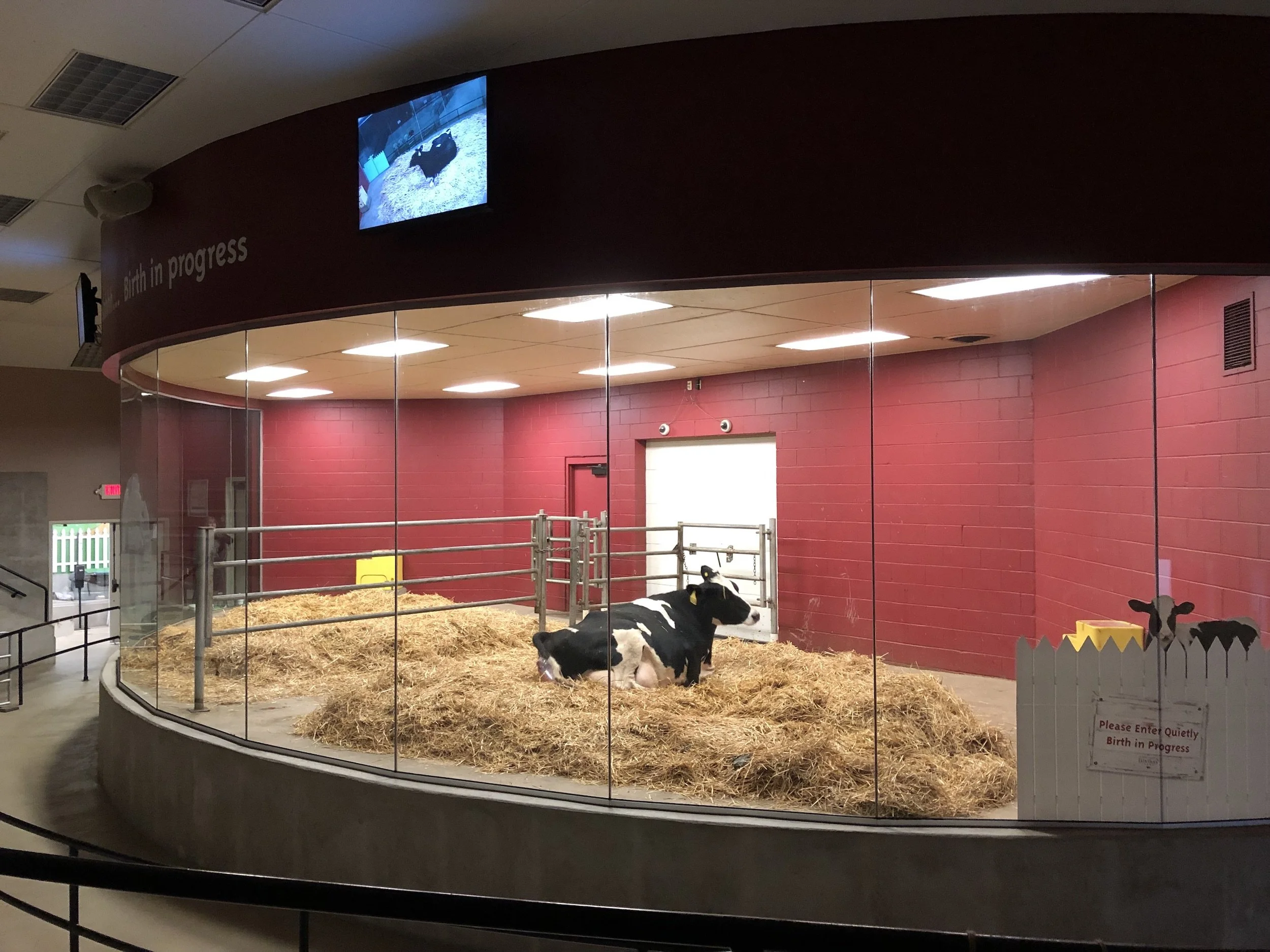 fair oaks cow.jpeg