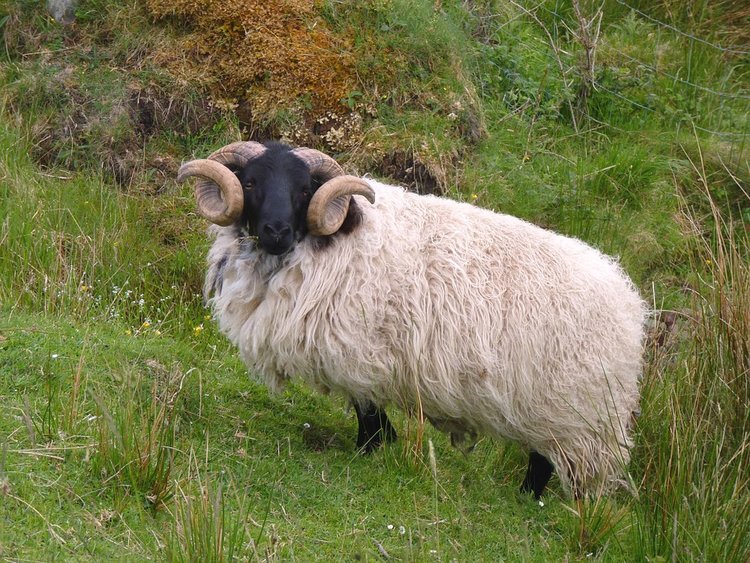 Ireland sheep.jpg