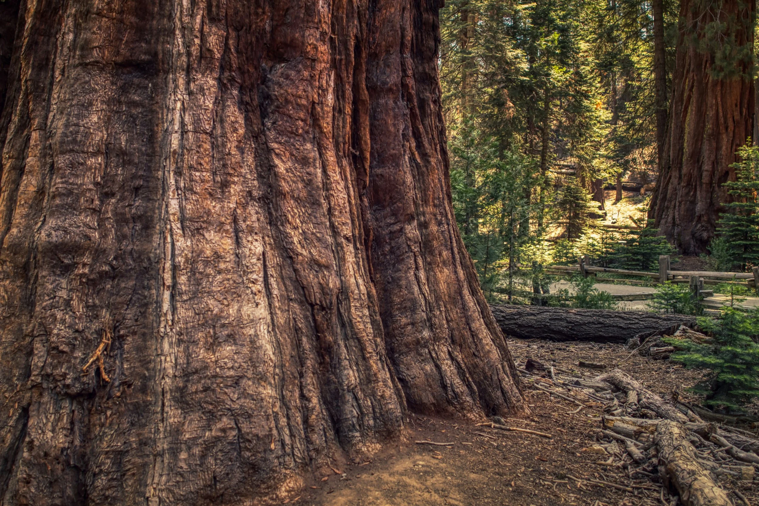 Image-SequoiaNationalPark.jpg