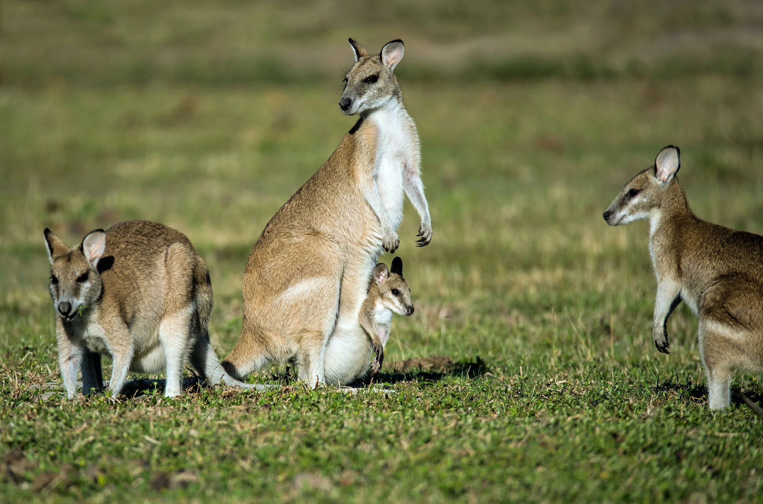 Australia Kangaroos.jpg