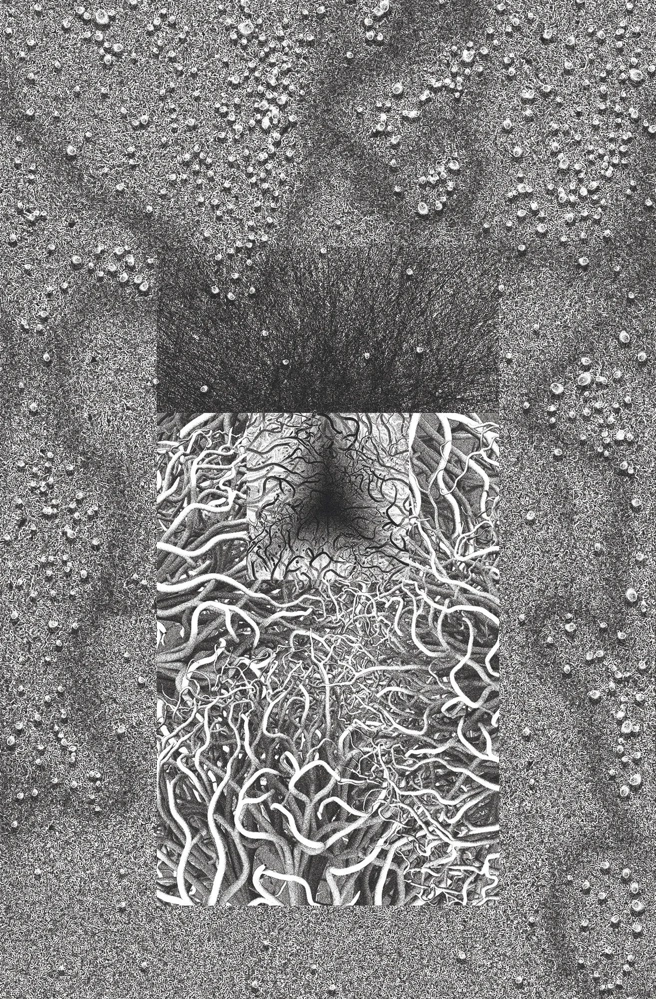 Vascular Quivers Giclée print 24 x 36 in (60.96 x 91.44 cm)