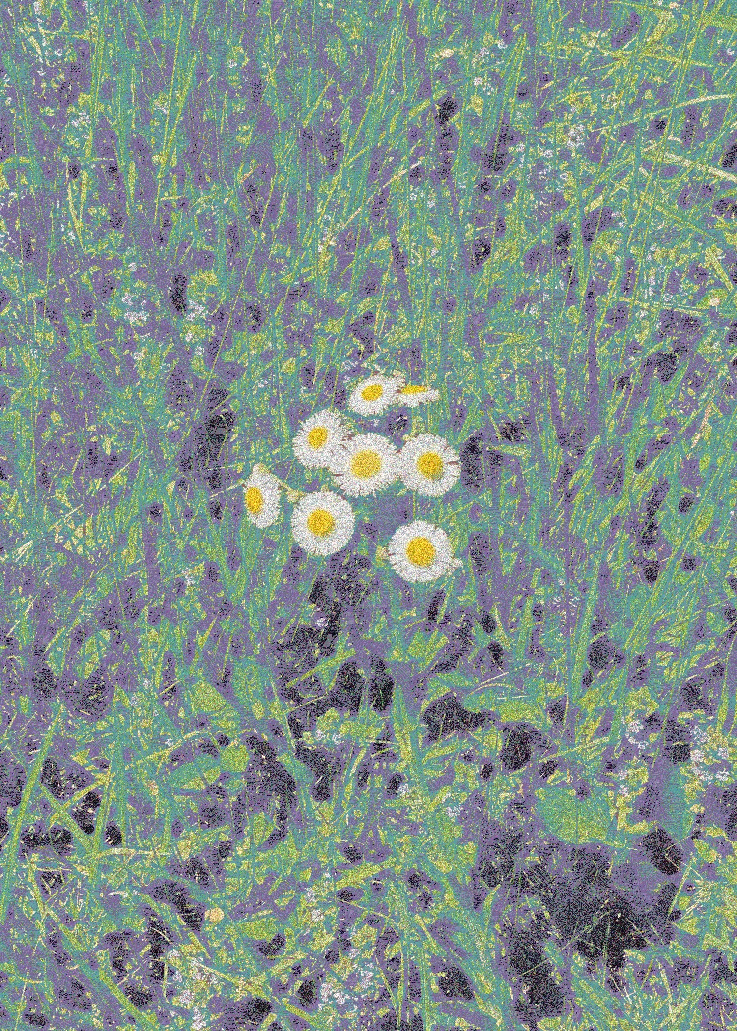fleabane.jpg