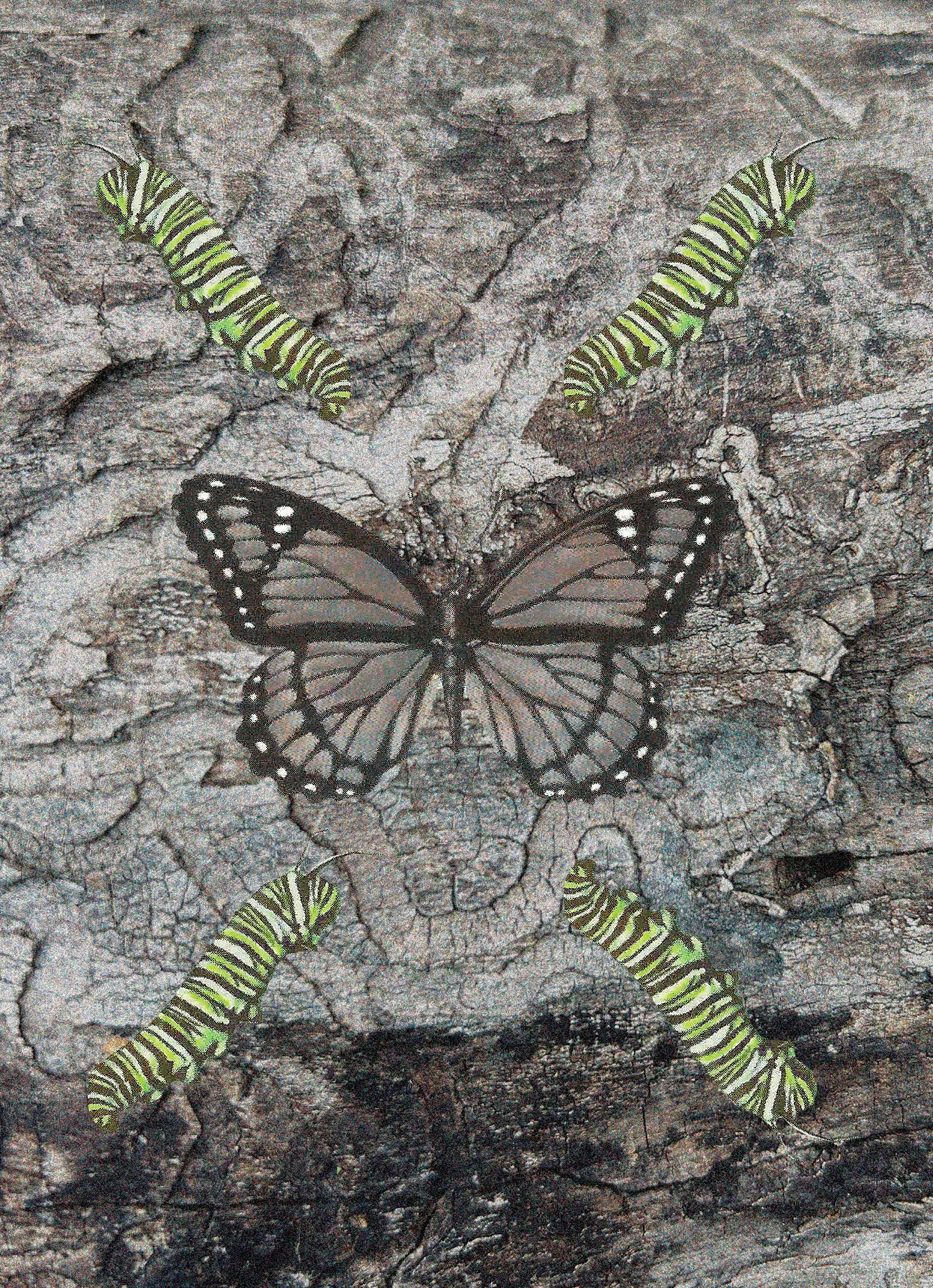 MONARCH_BARK.jpg