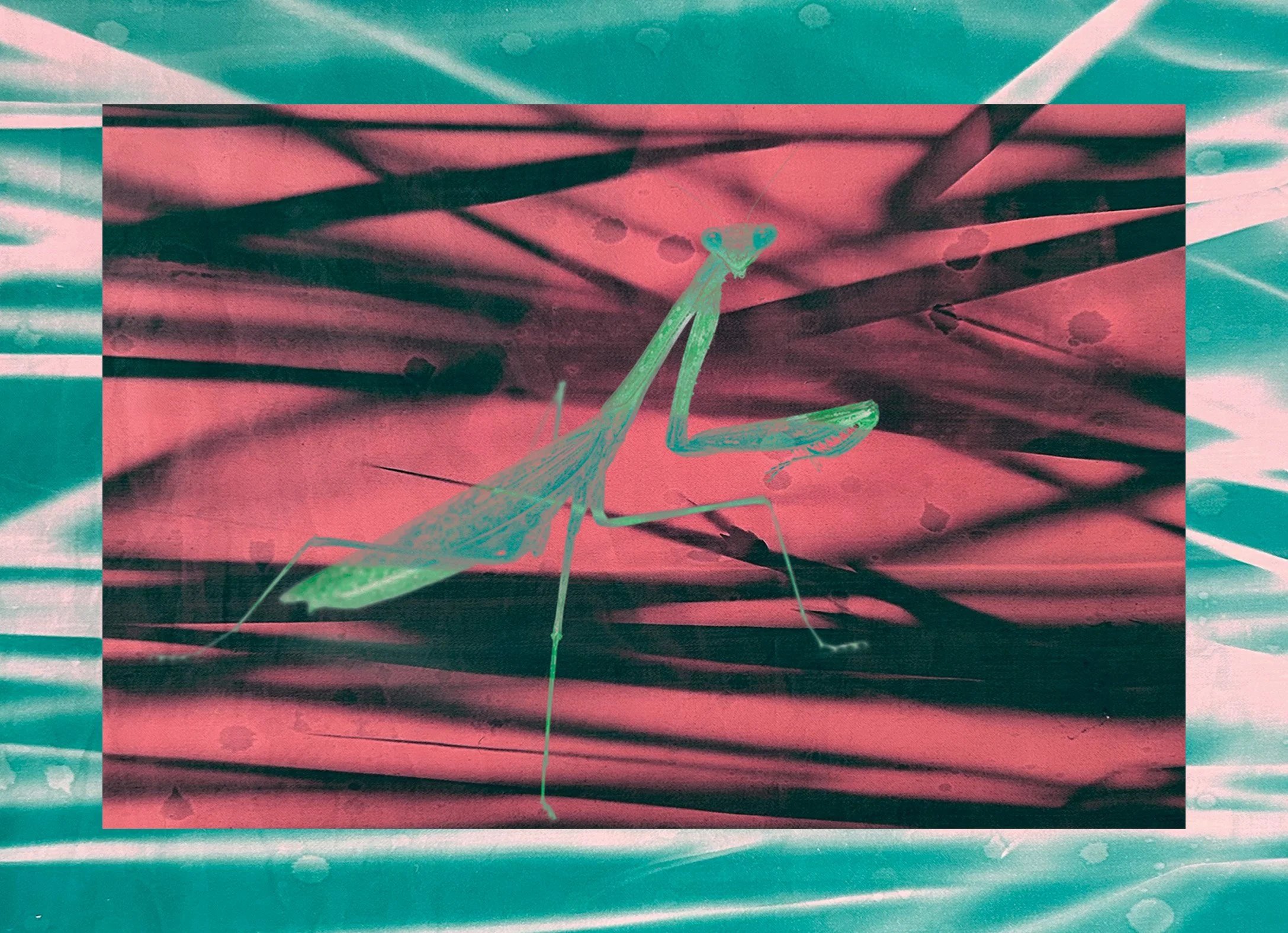 MANTIS_SINGLE.jpg