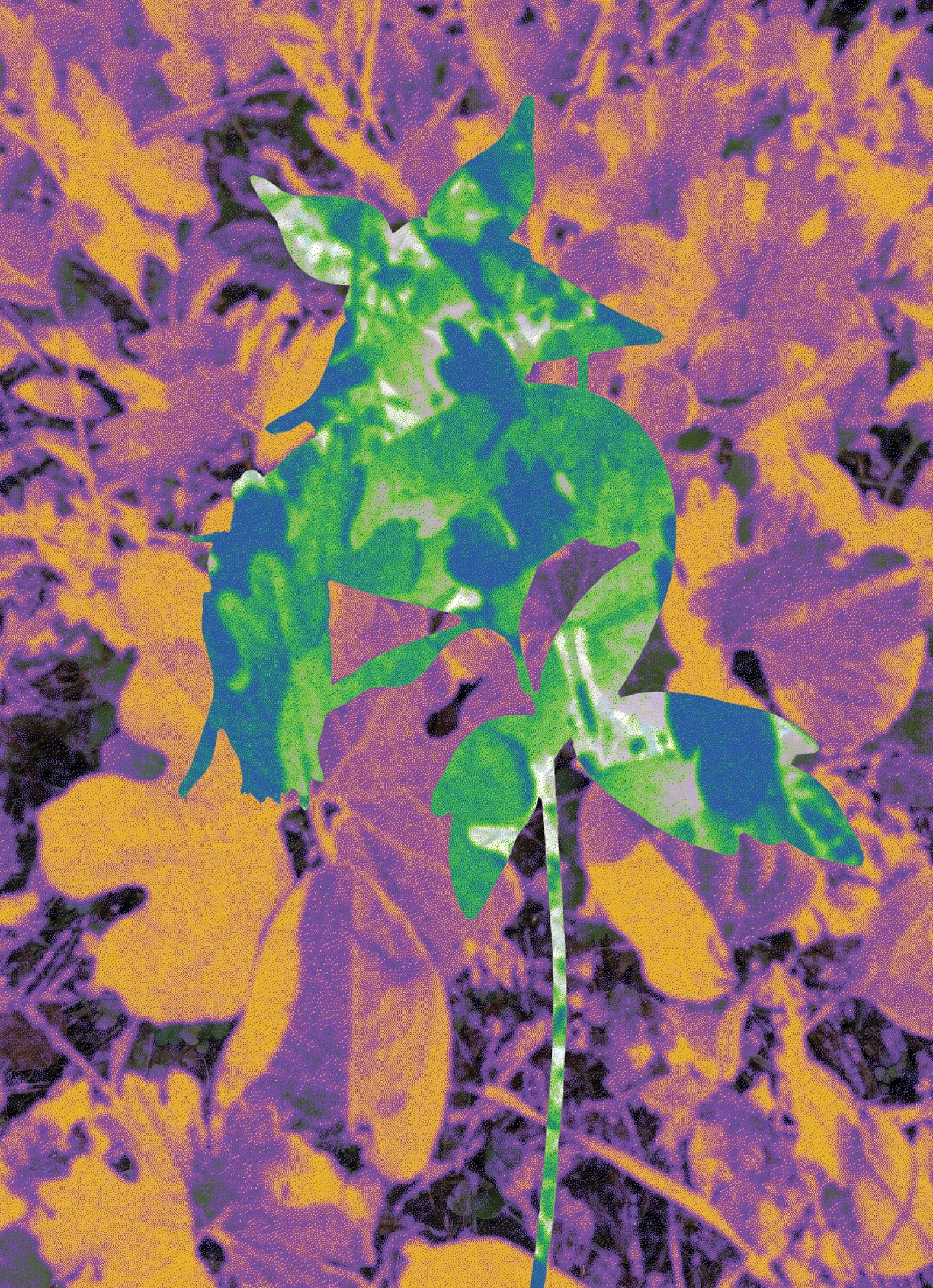 BLOODROOT_COLUMBINE.jpg