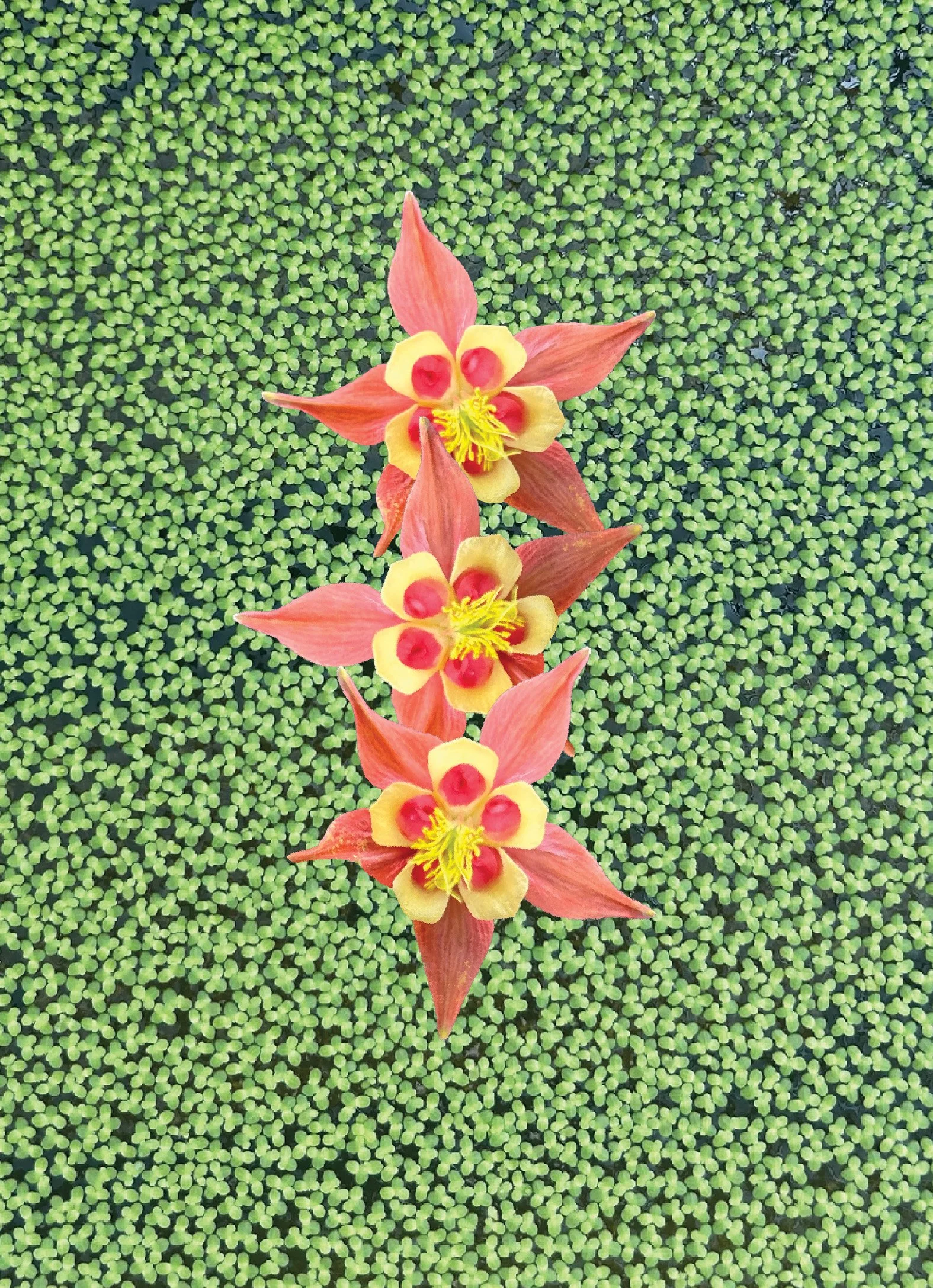 DUCKWEED_COLUMBINE.jpg
