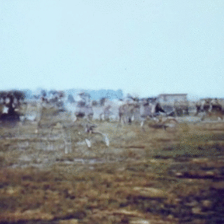 NP GROUND CREW 2.gif