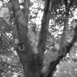 NP Protesters in a Tree 2.gif