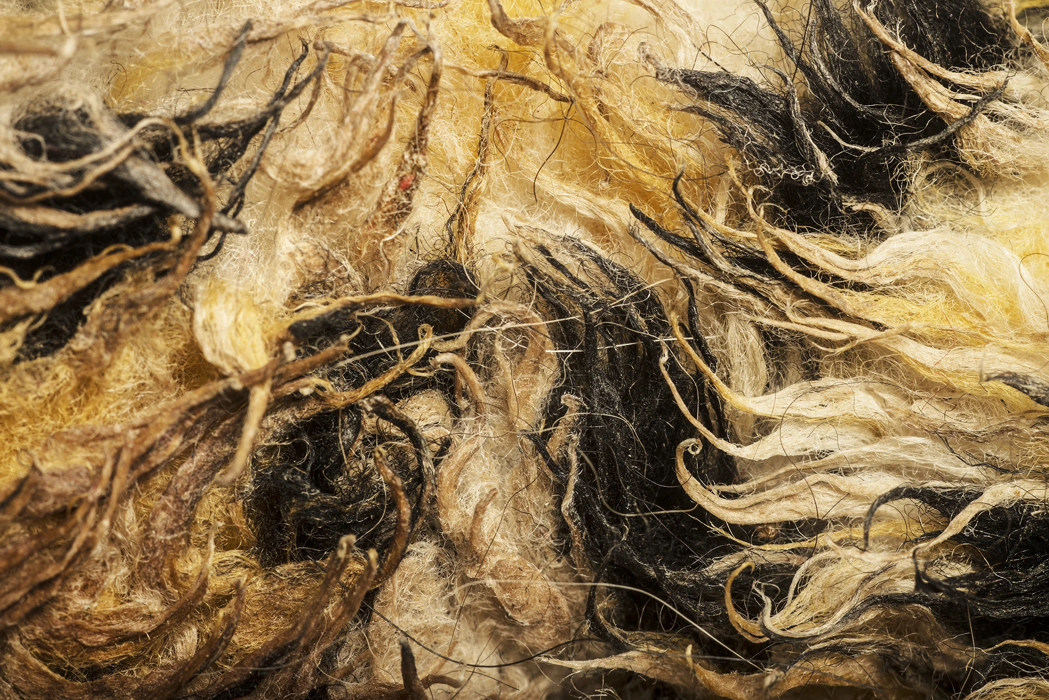 Untitled (Fiddleheads) 2015