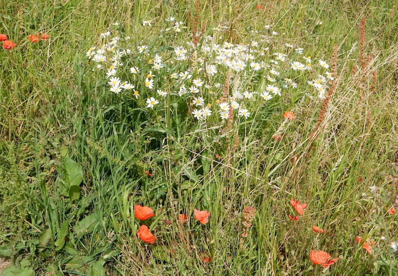 Poppies with friends, Stonehenge (July 2014)