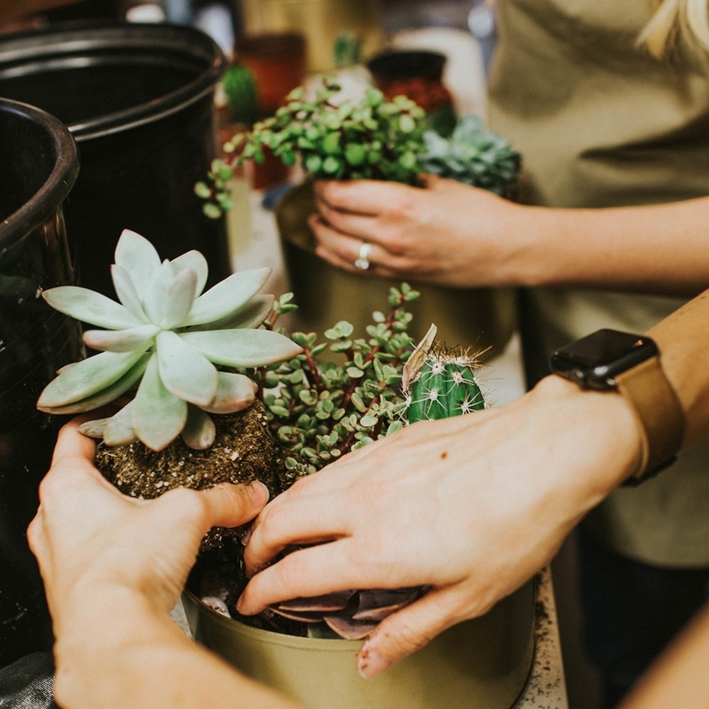 bloom city plant night